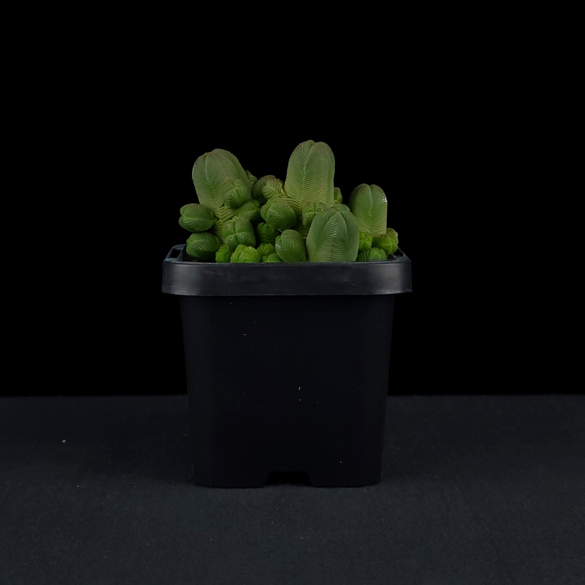 Crassula quadrangularis