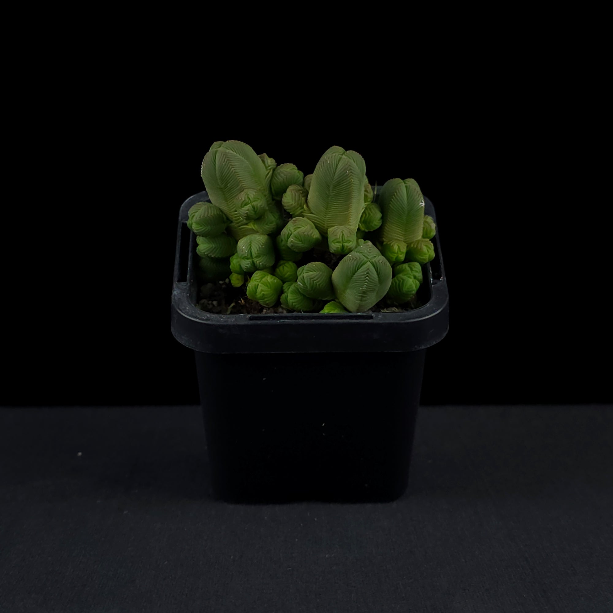 Crassula quadrangularis
