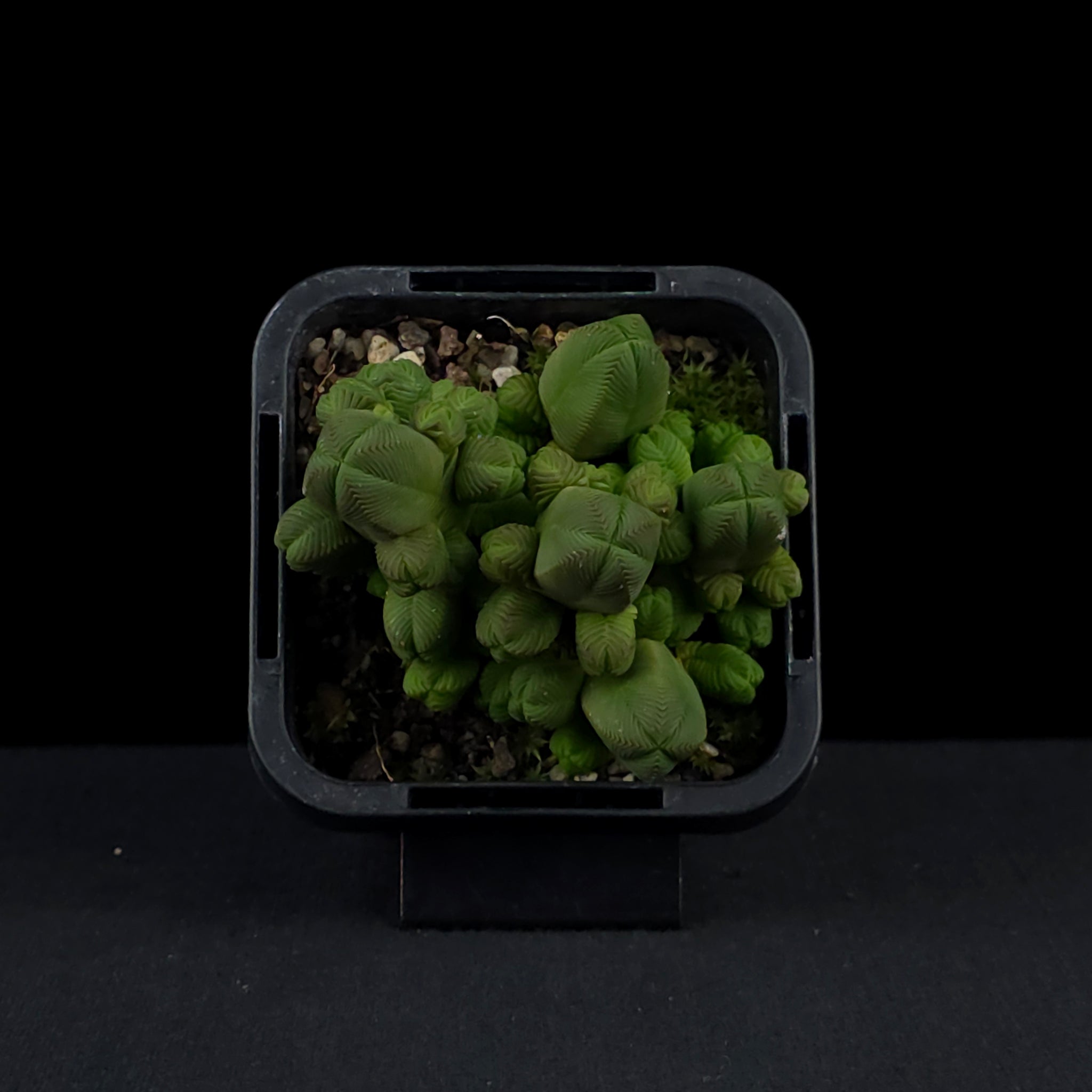 Crassula quadrangularis