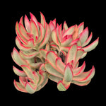 Crassula rubricaulis 'Candy Cane'