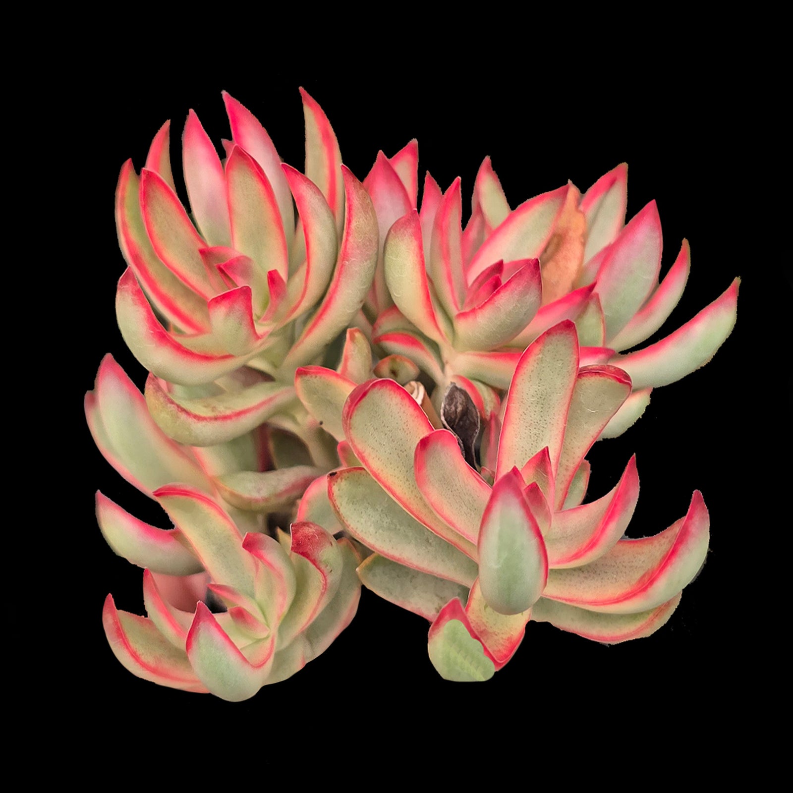 Crassula rubricaulis 'Candy Cane'