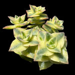 Crassula perforata variagata (Not for WA)