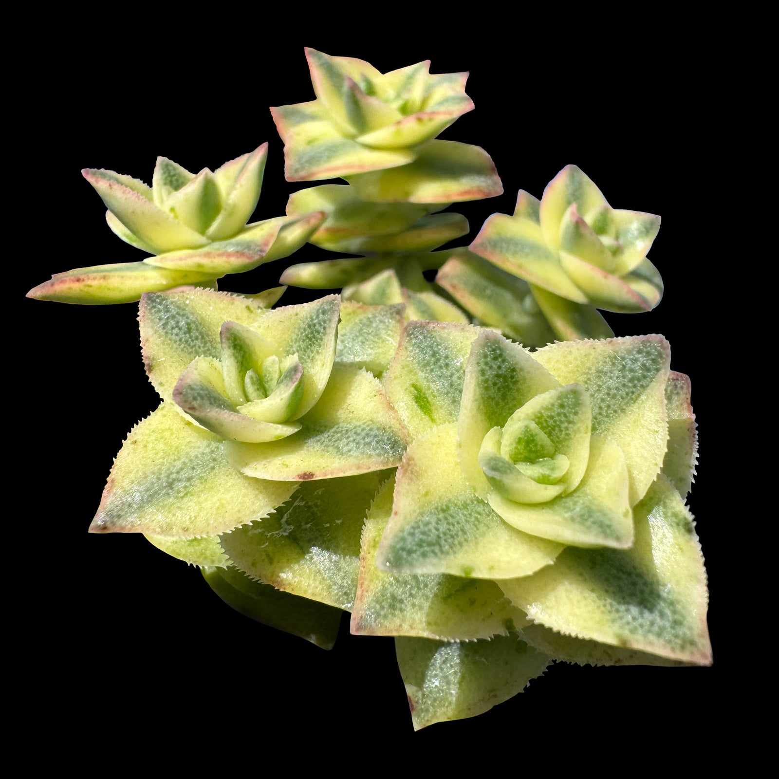 Crassula perforata variegata