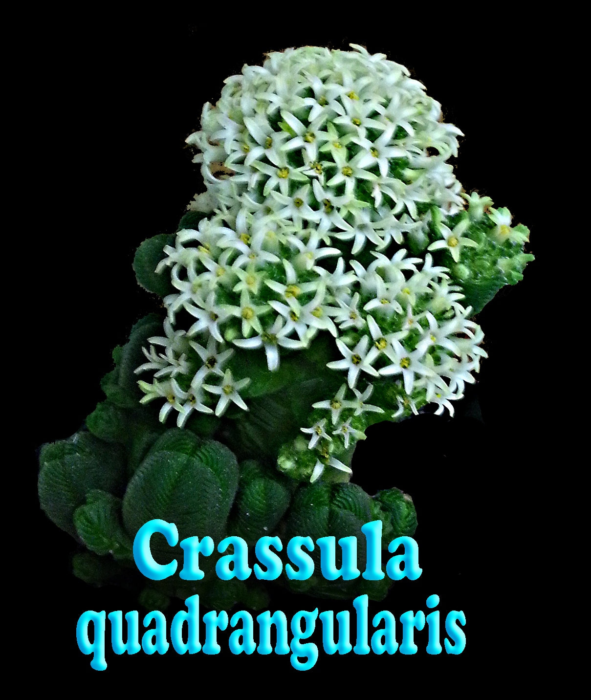 Crassula quadrangularis (NOT FOR WA)