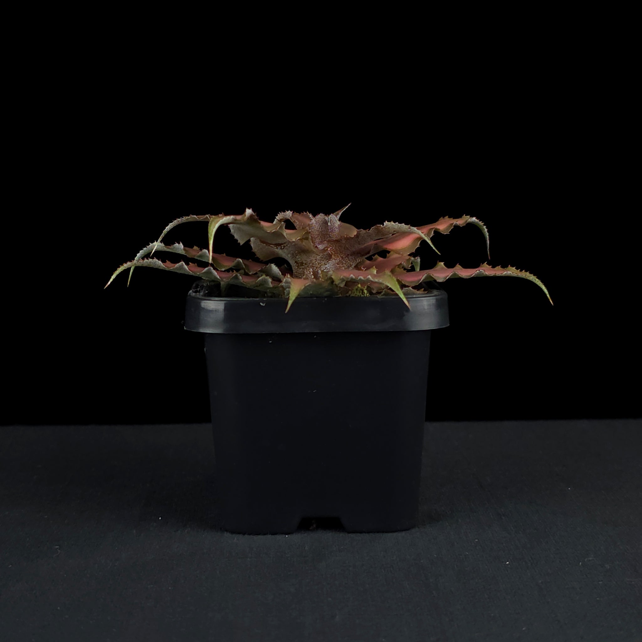 Cryptanthus bivittatus - Earth Star Bromeliad