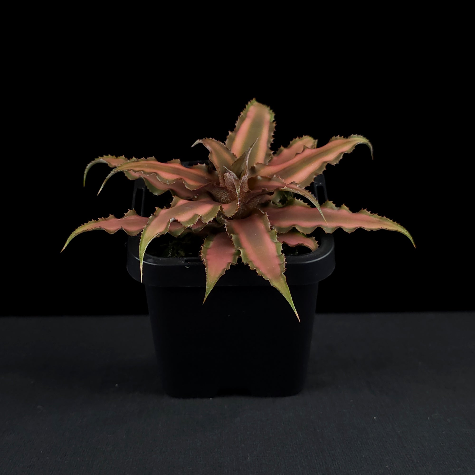 Cryptanthus bivittatus - Earth Star Bromeliad