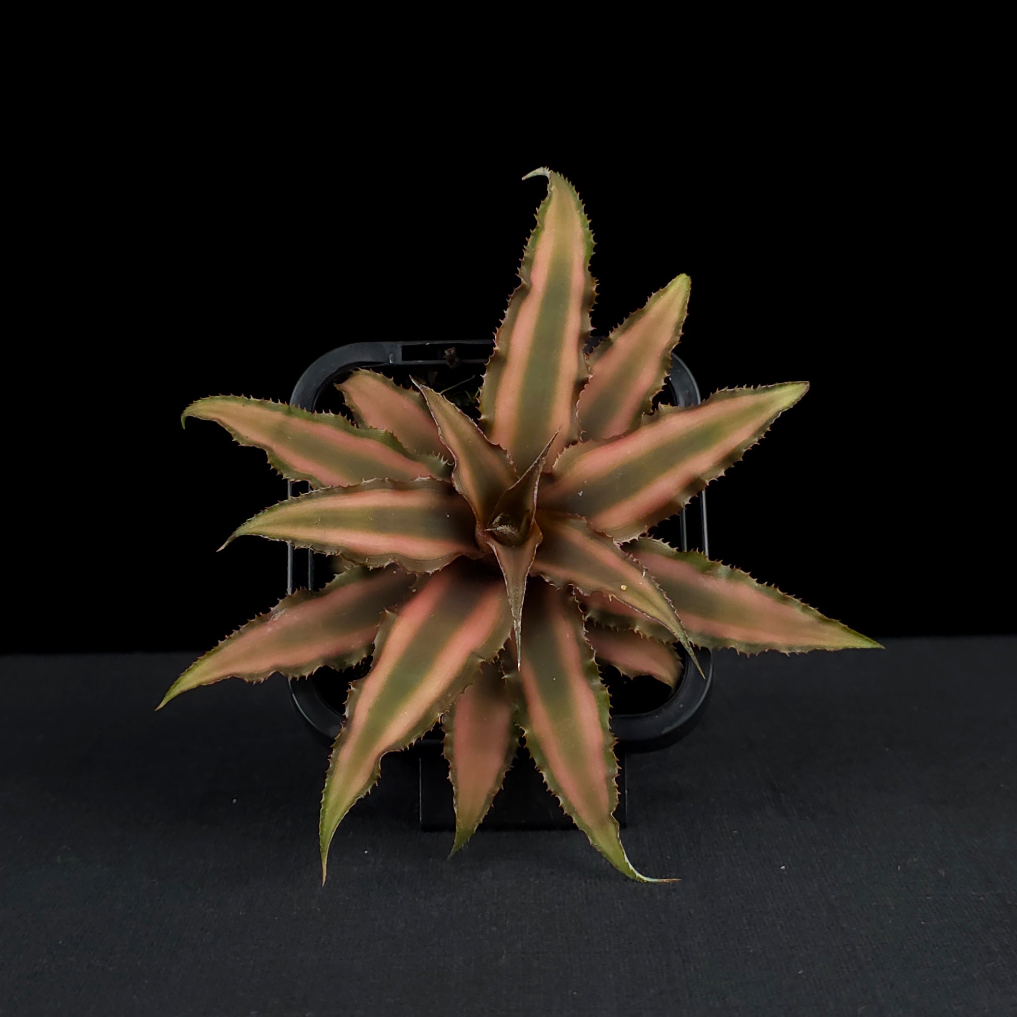 Cryptanthus bivittatus - Earth Star Bromeliad