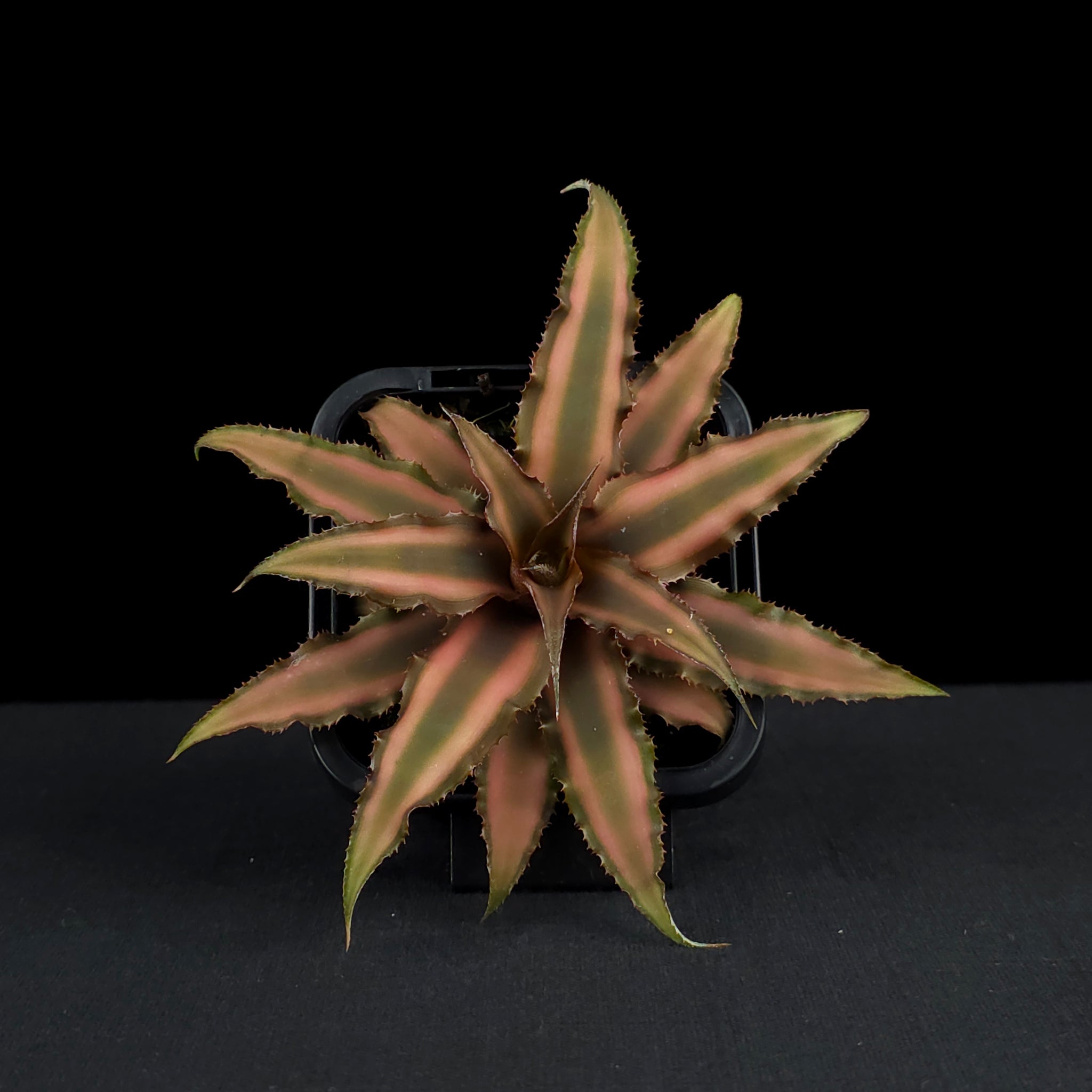 Cryptanthus bivittatus - Earth Star Bromeliad