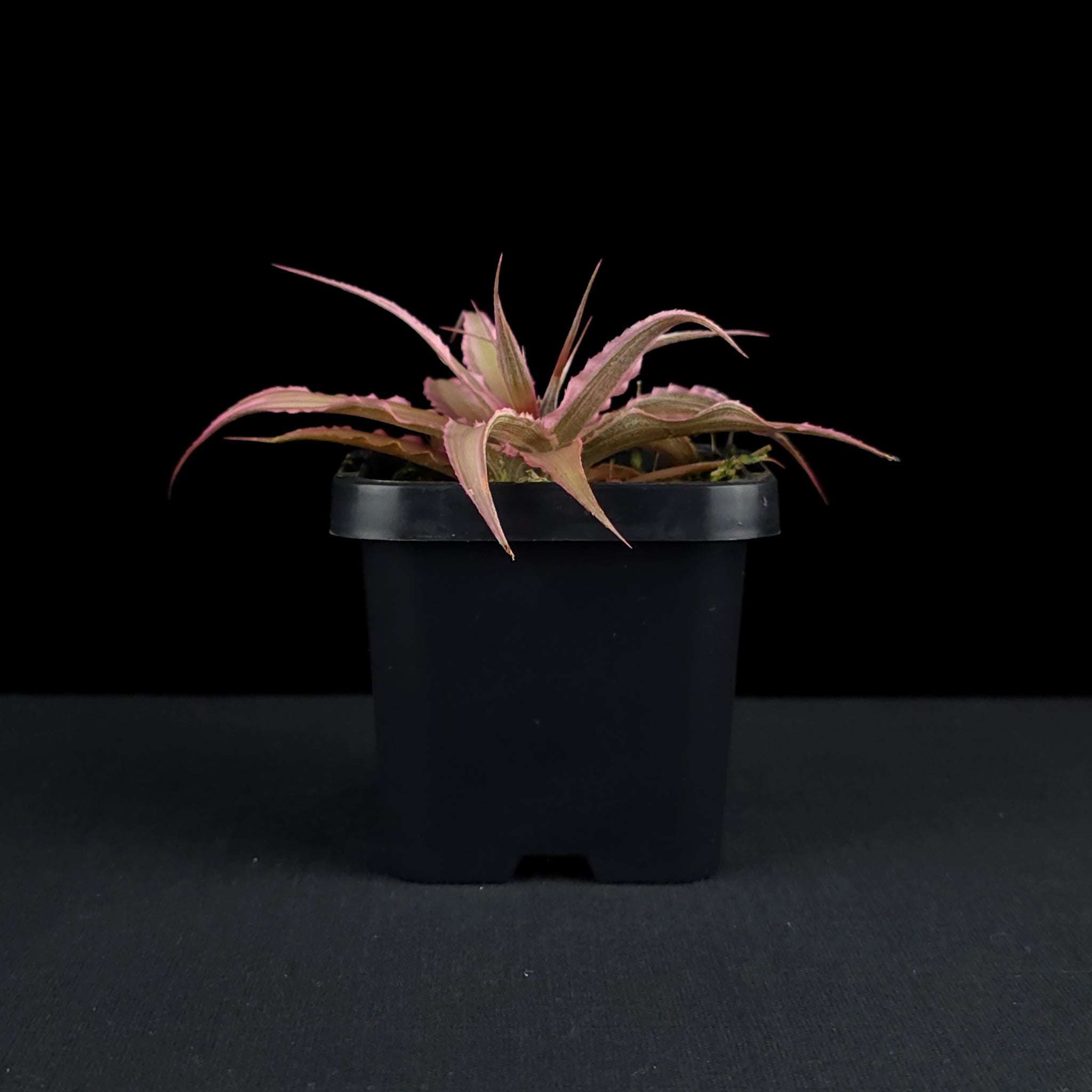 Cryptanthus 'Marian Oppenheimer' - Earth Star Bromeliad