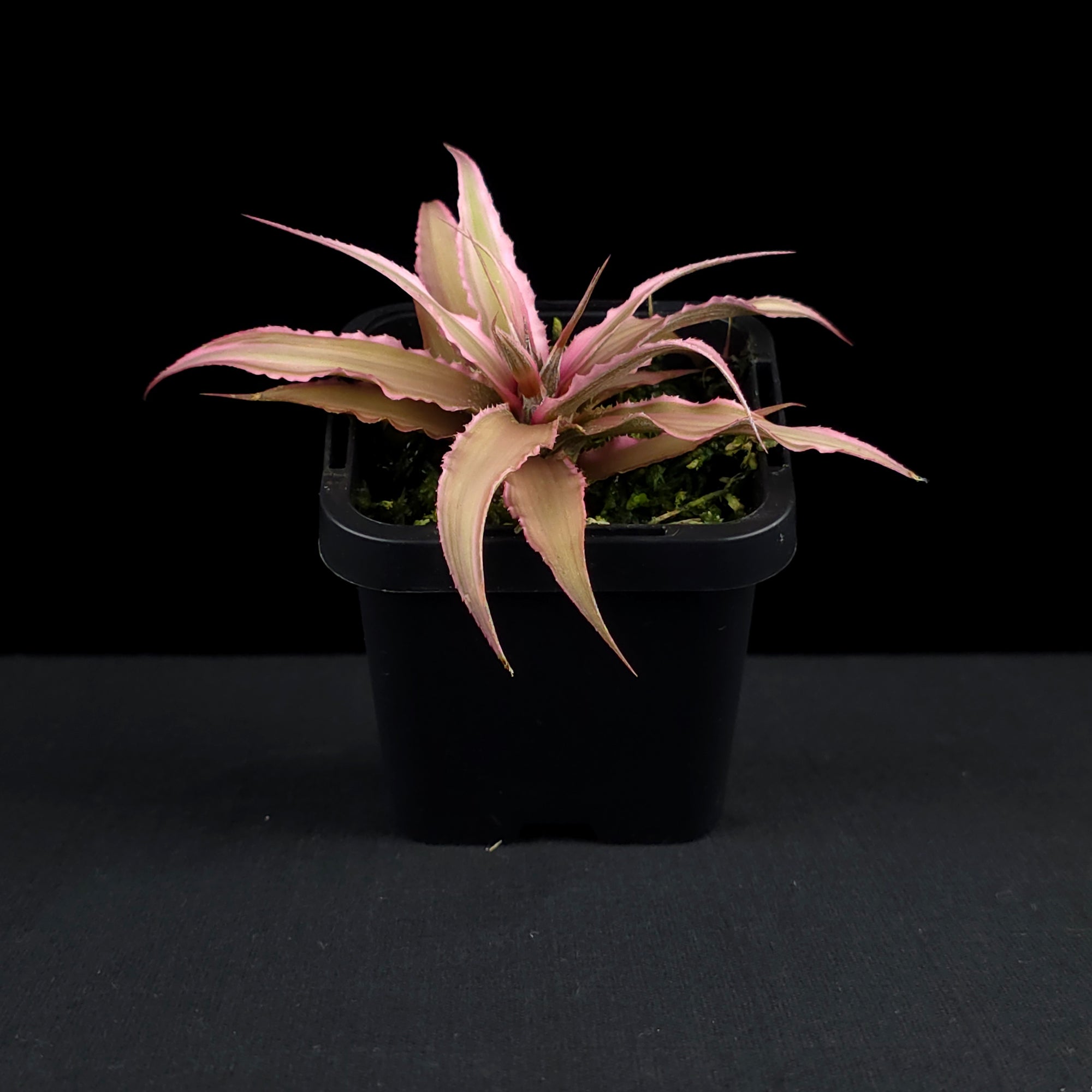 Cryptanthus 'Marian Oppenheimer' - Earth Star Bromeliad