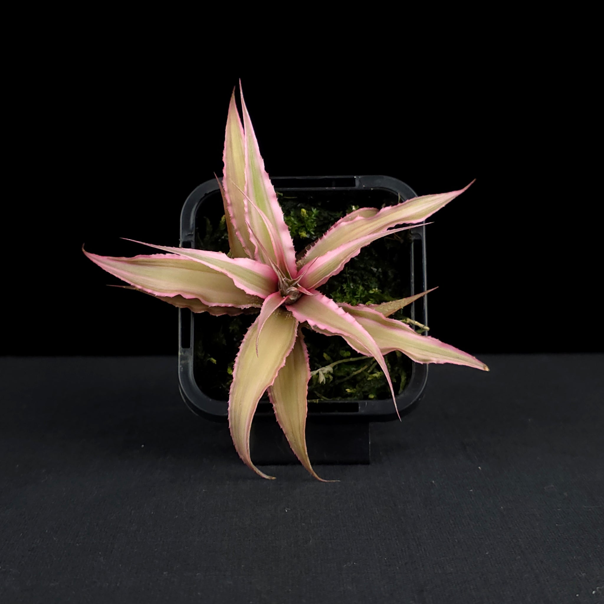 Cryptanthus 'Marian Oppenheimer' - Earth Star Bromeliad