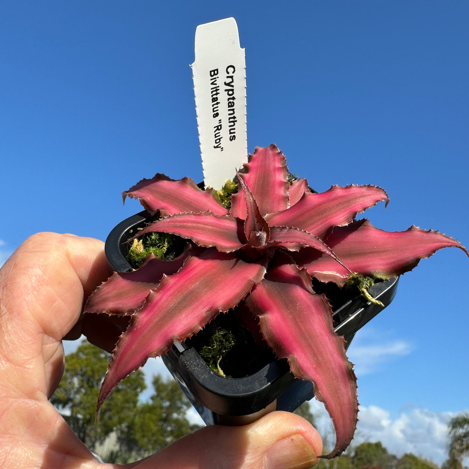 Cryptanthus bivittatus Ruby