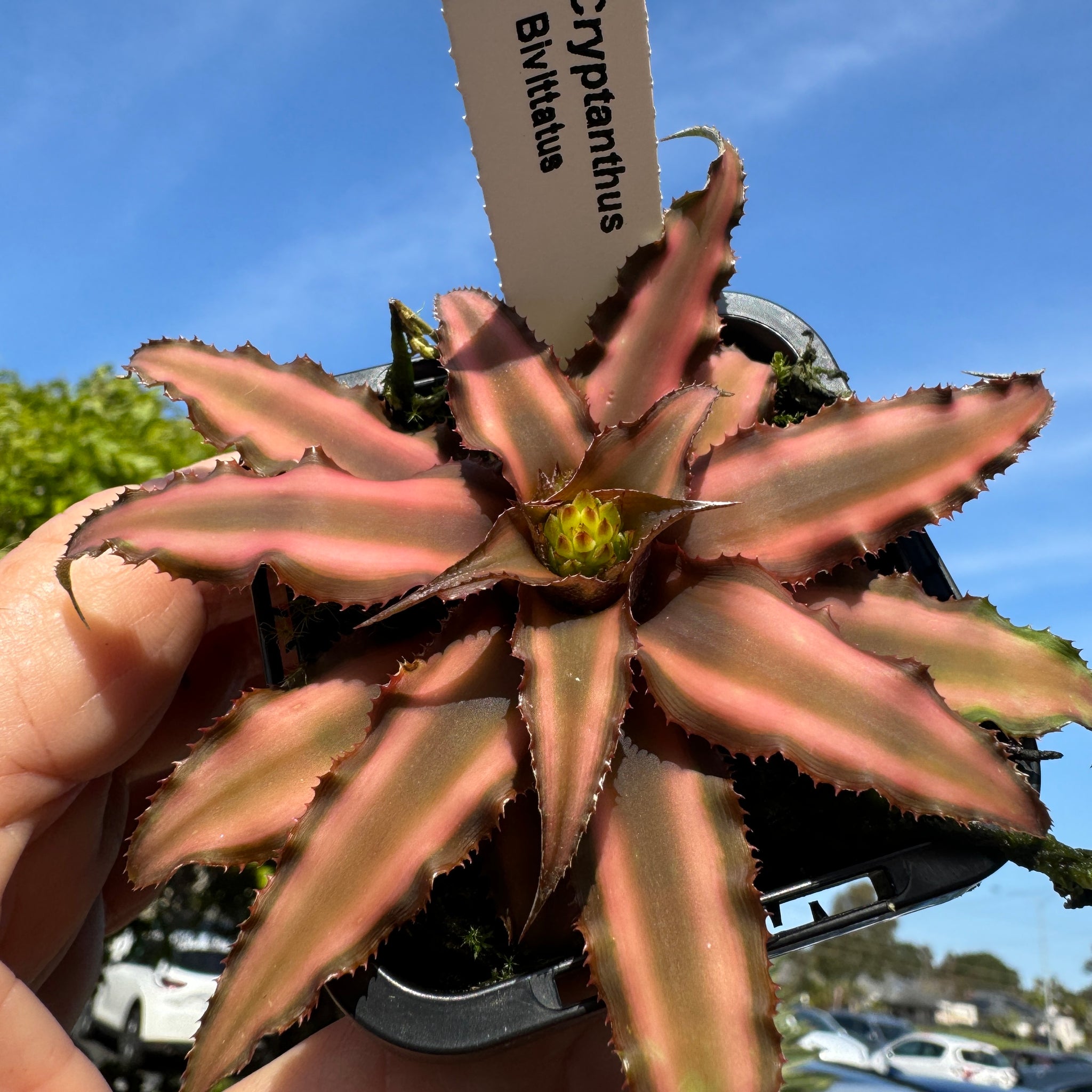 is earth star plant a succulent Cryptanthus bivittatus