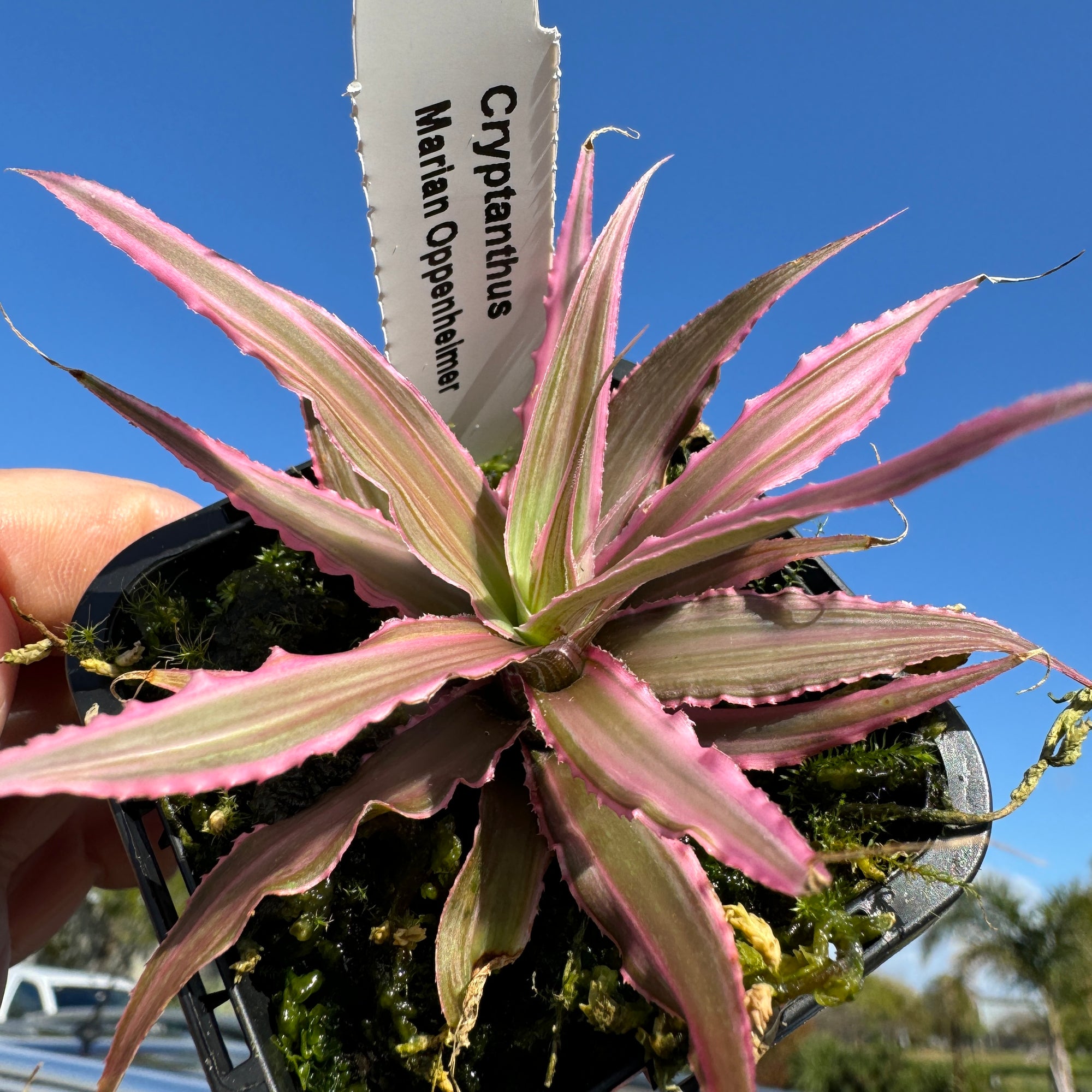 Cryptanthus 'Marion Oppenheimer' - Striking Earth Star Bromeliad