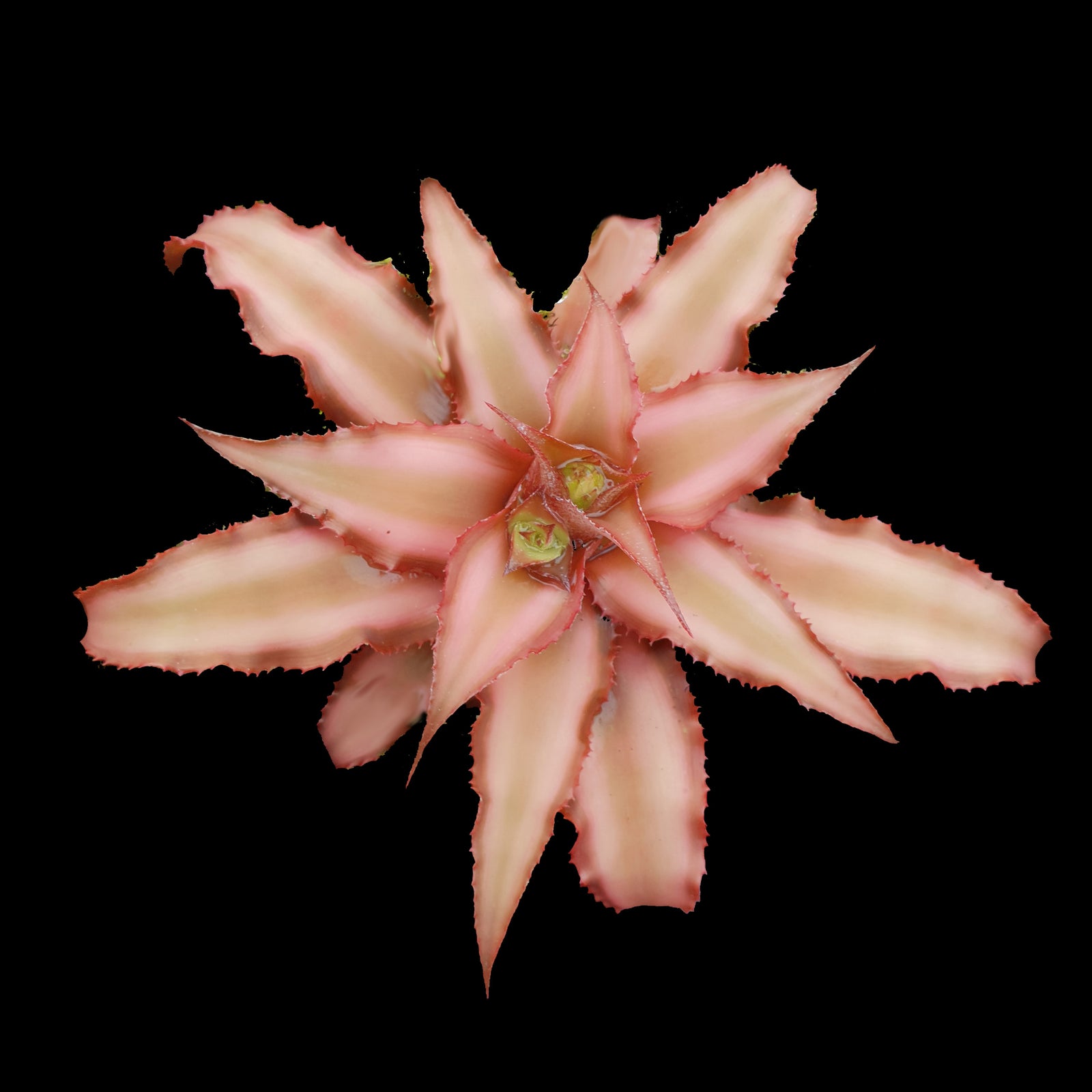 Cryptanthus bivittatus - Earth Star Bromeliad