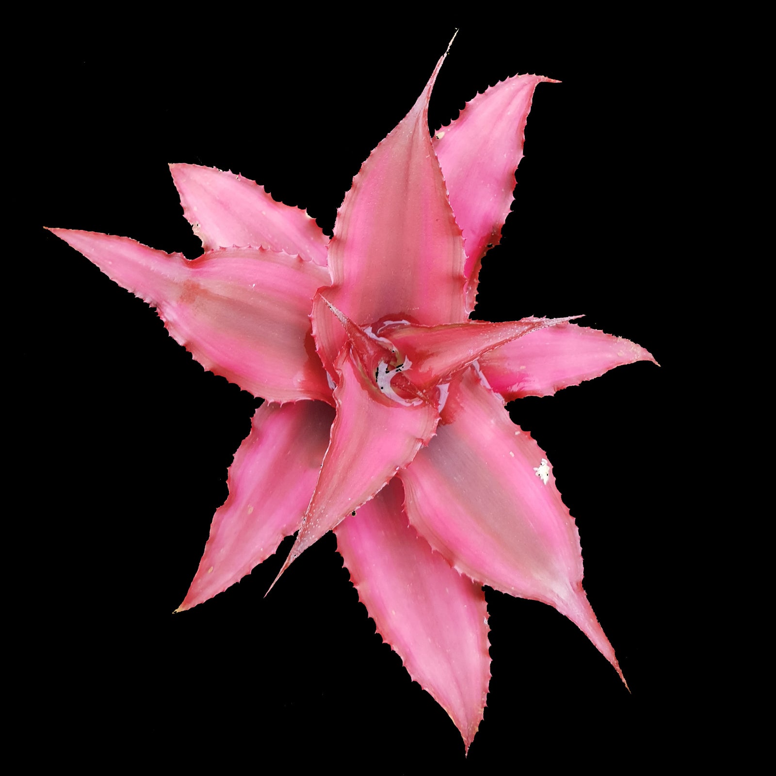 Cryptanthus bivittatus 'Ruby' - Earth Star Bromeliad