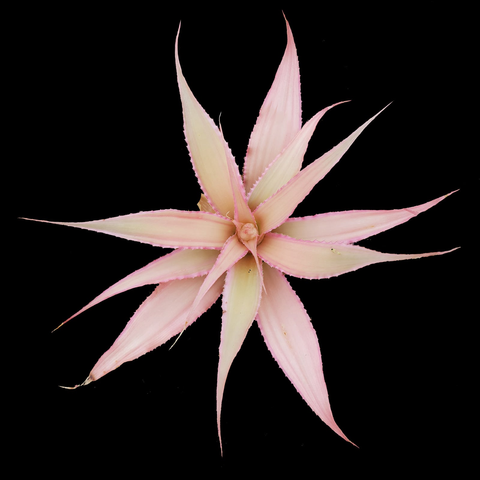 Cryptanthus 'Marian Oppenheimer' - Earth Star Bromeliad