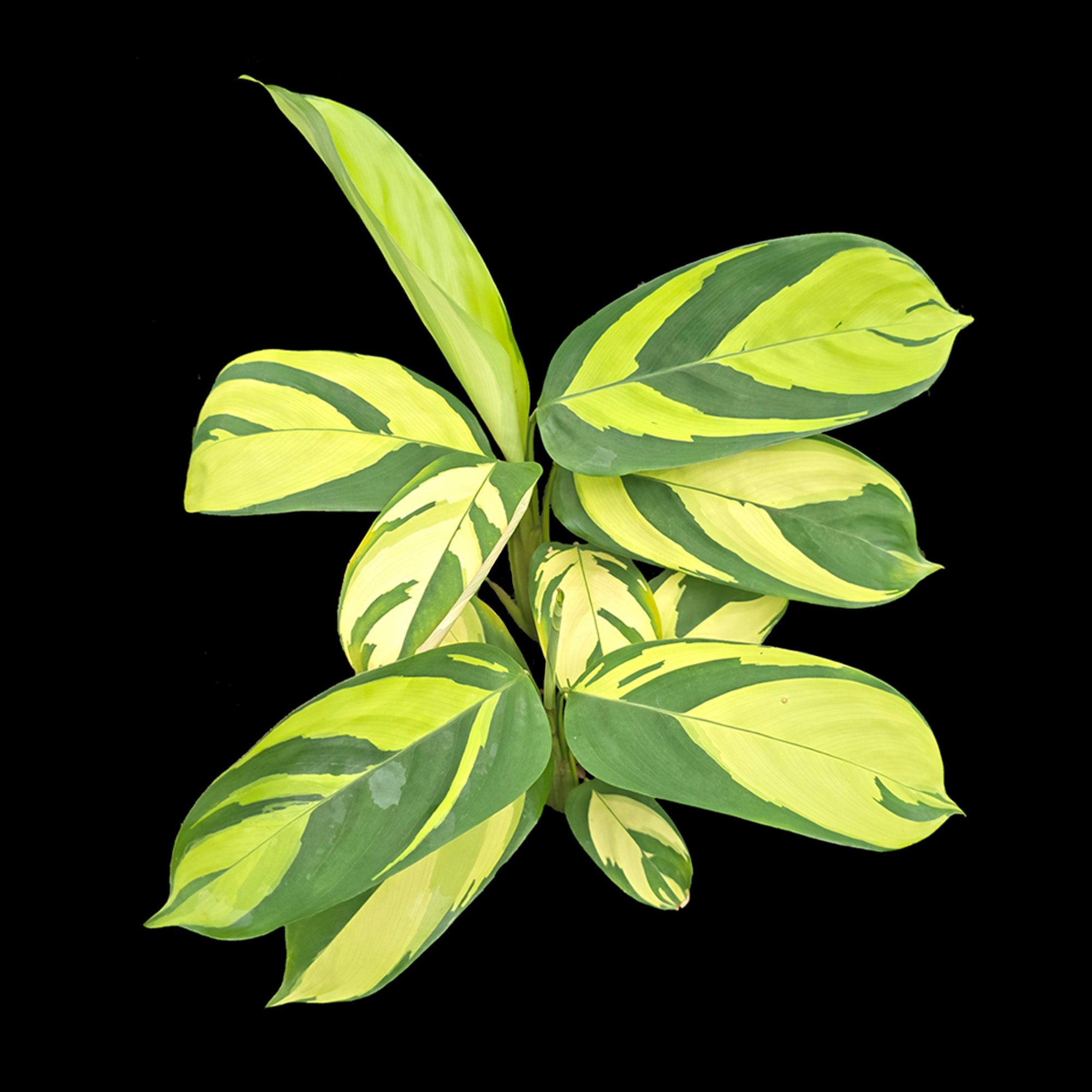 Ctenanthe lubbersiana 'Golden Mosaic'