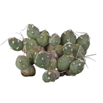 Cumulopuntia pentlandii (Syn. Cumulopuntia rossiana)