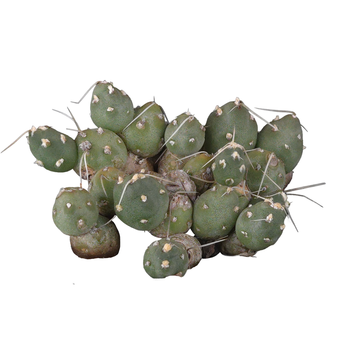 Cumulopuntia pentlandii (Syn. Cumulopuntia rossiana)