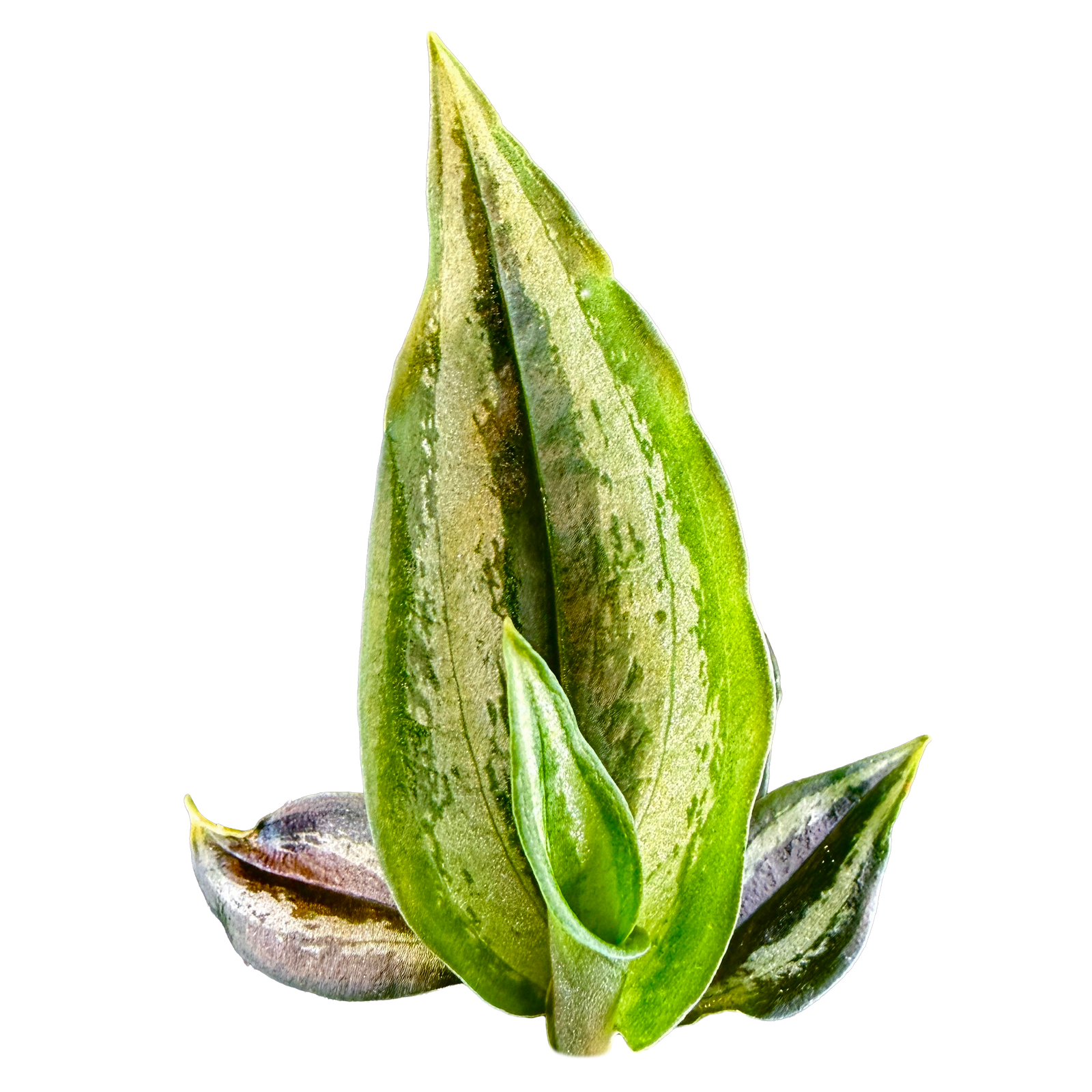 Cyclopogon lindleyanum