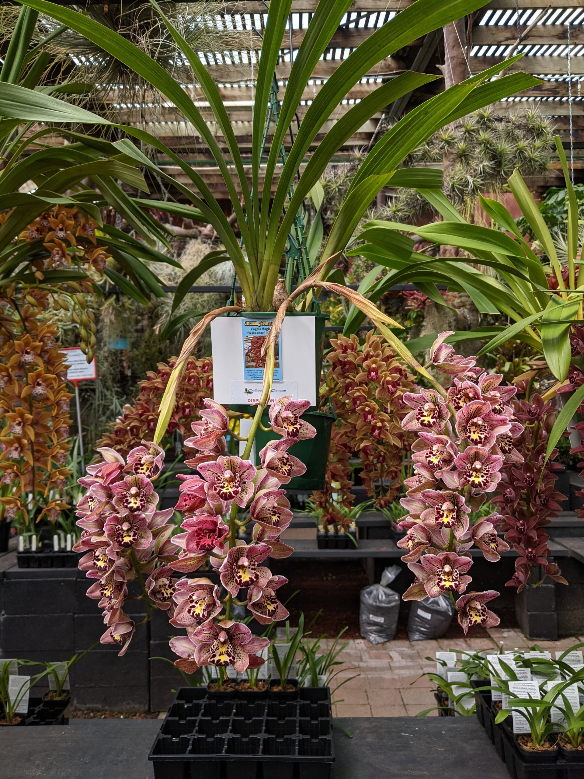 Cymbidium Vogels magic 'Waikanae'. Last 2 for 2024