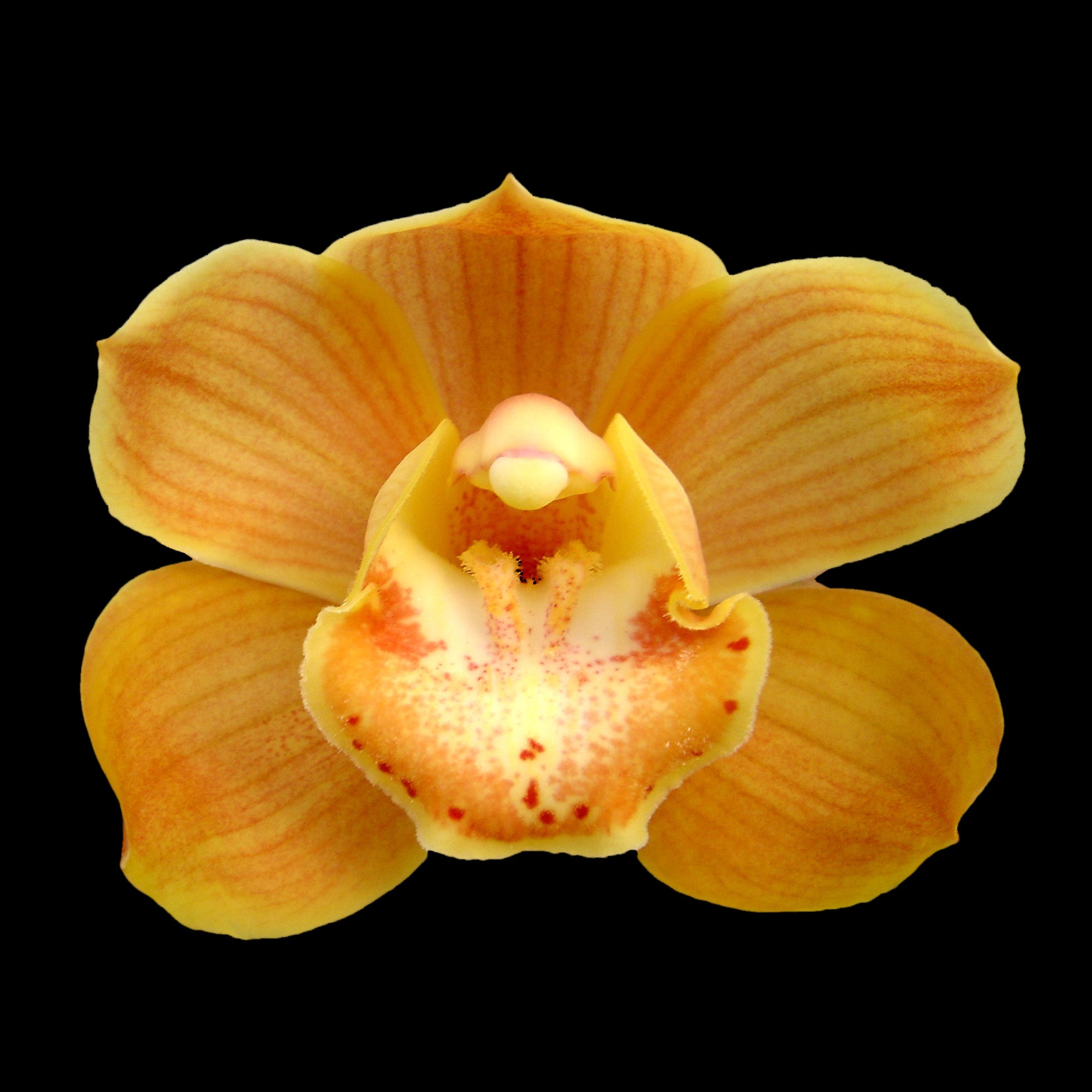 Cymbidium Alexandra Beauty 'Golden Globe'