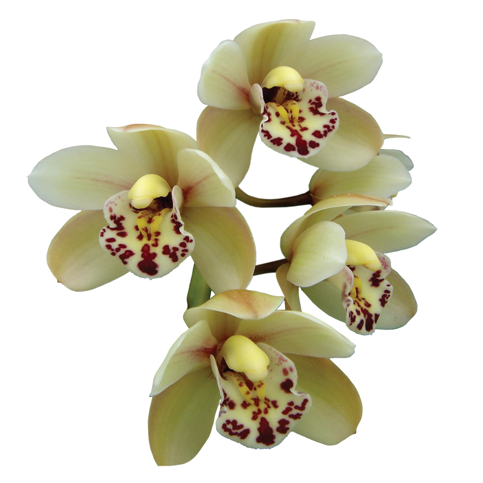 Cymbidium Artistic Impression 'Snow Drops'