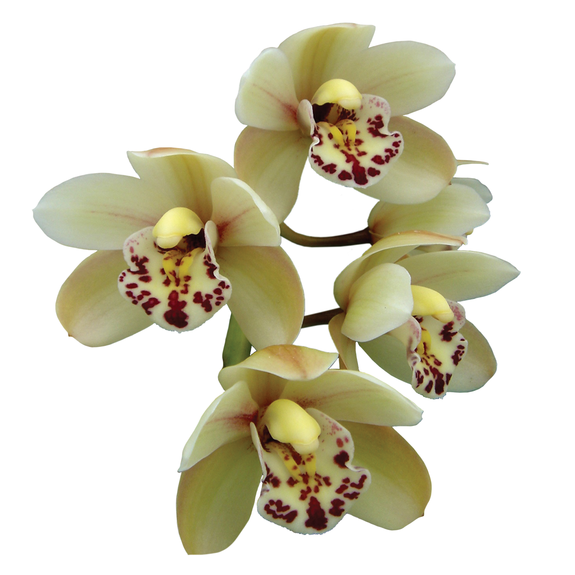 Cymbidium Artistic Impression 'Snow Drops' – Cream Cascading Form