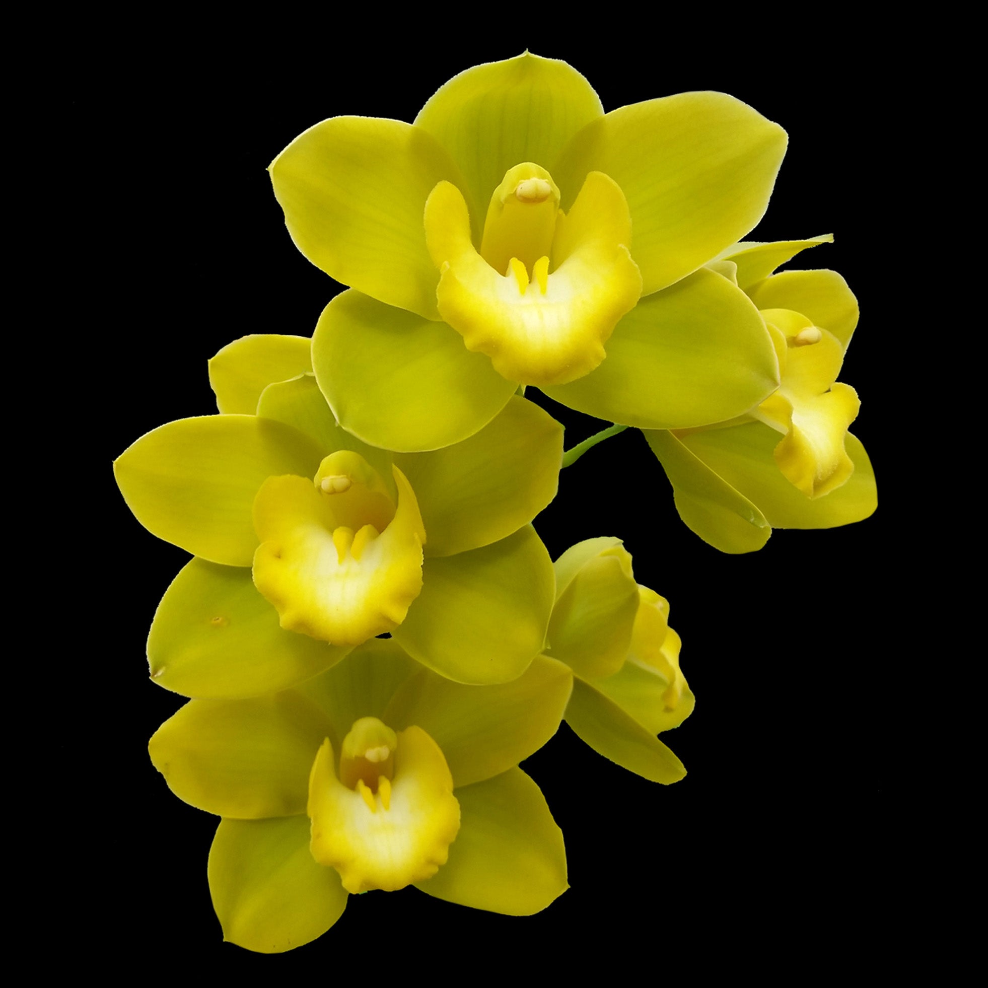 Cymbidium Beau Guest 'Glen'