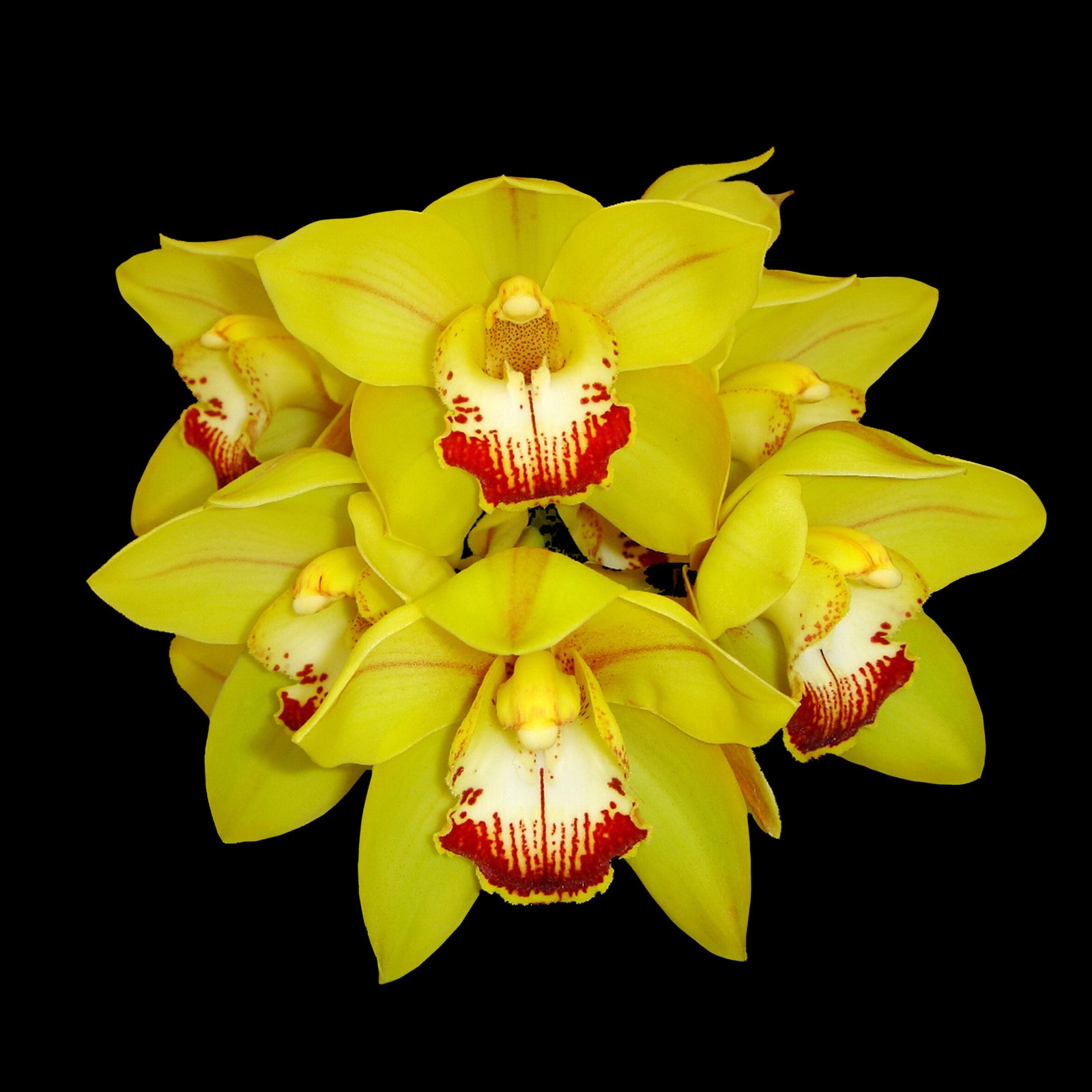 Cymbidium Coraki Gold '105'