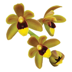 Cymbidium Dean Roesler 'Jaffa' – Original Division (Not Mericlone)