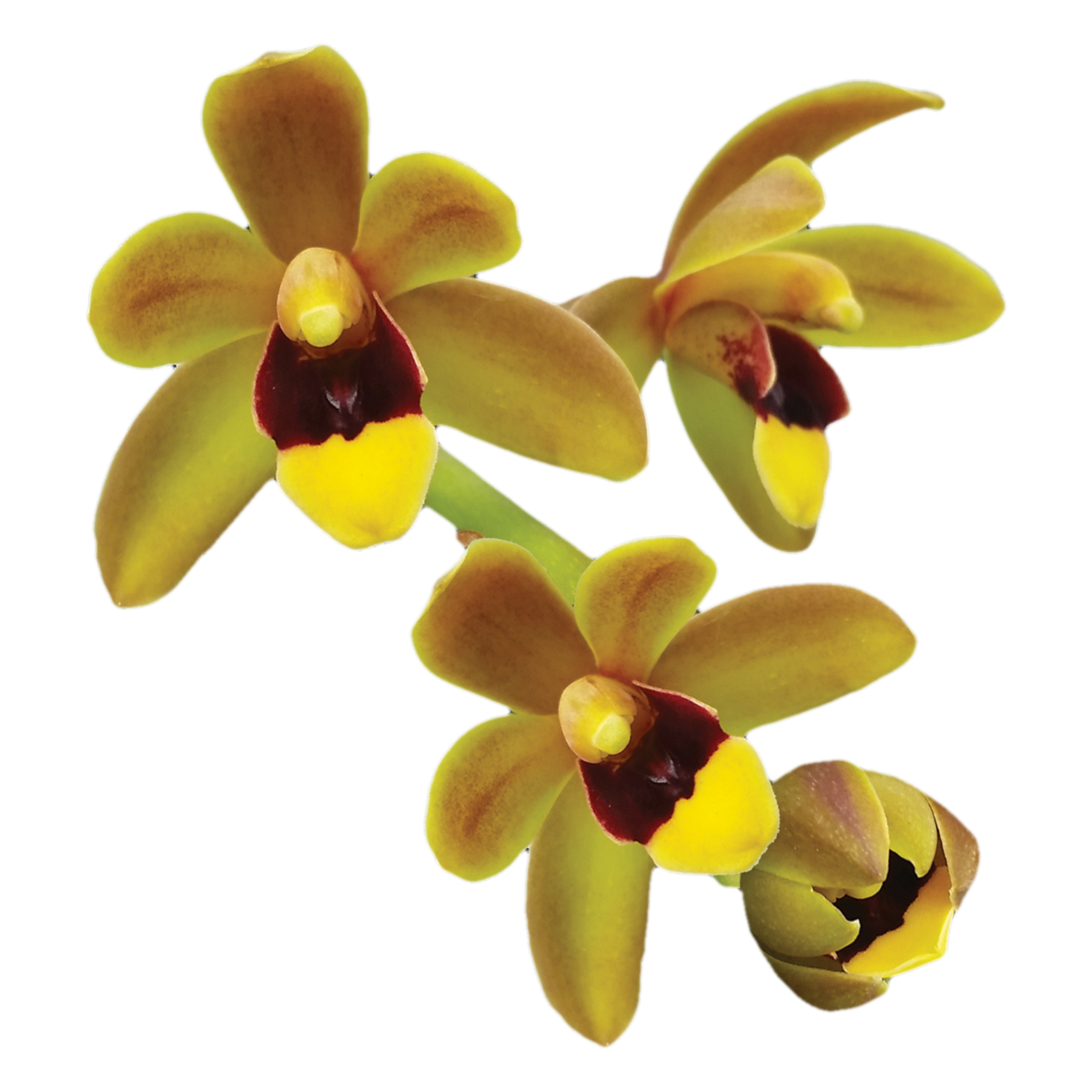 Cymbidium Dean Roesler 'Jaffa' – Original Division (Not Mericlone)