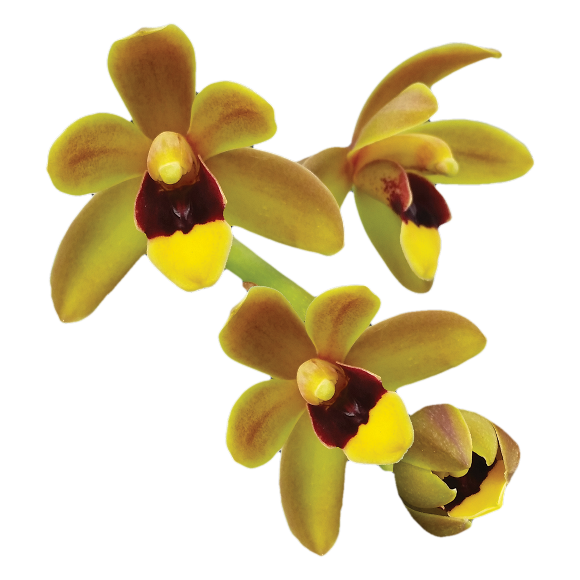 Cymbidium Dean Roesler 'Jaffa' – Original Division (Not Mericlone)