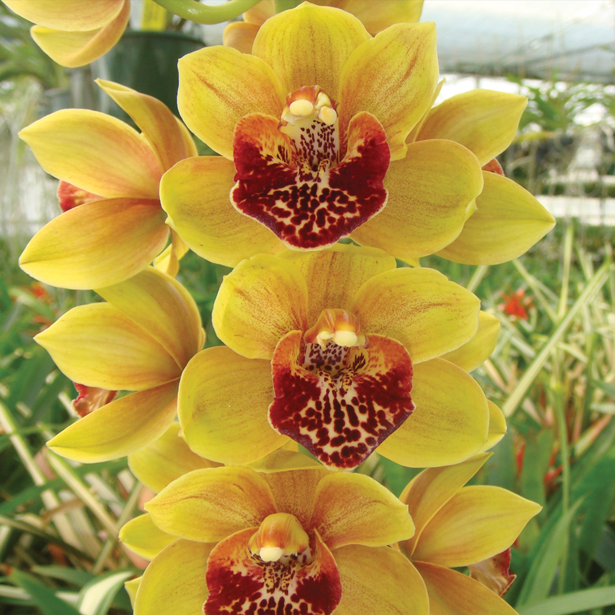 Cymbidium 'Golden Delight'