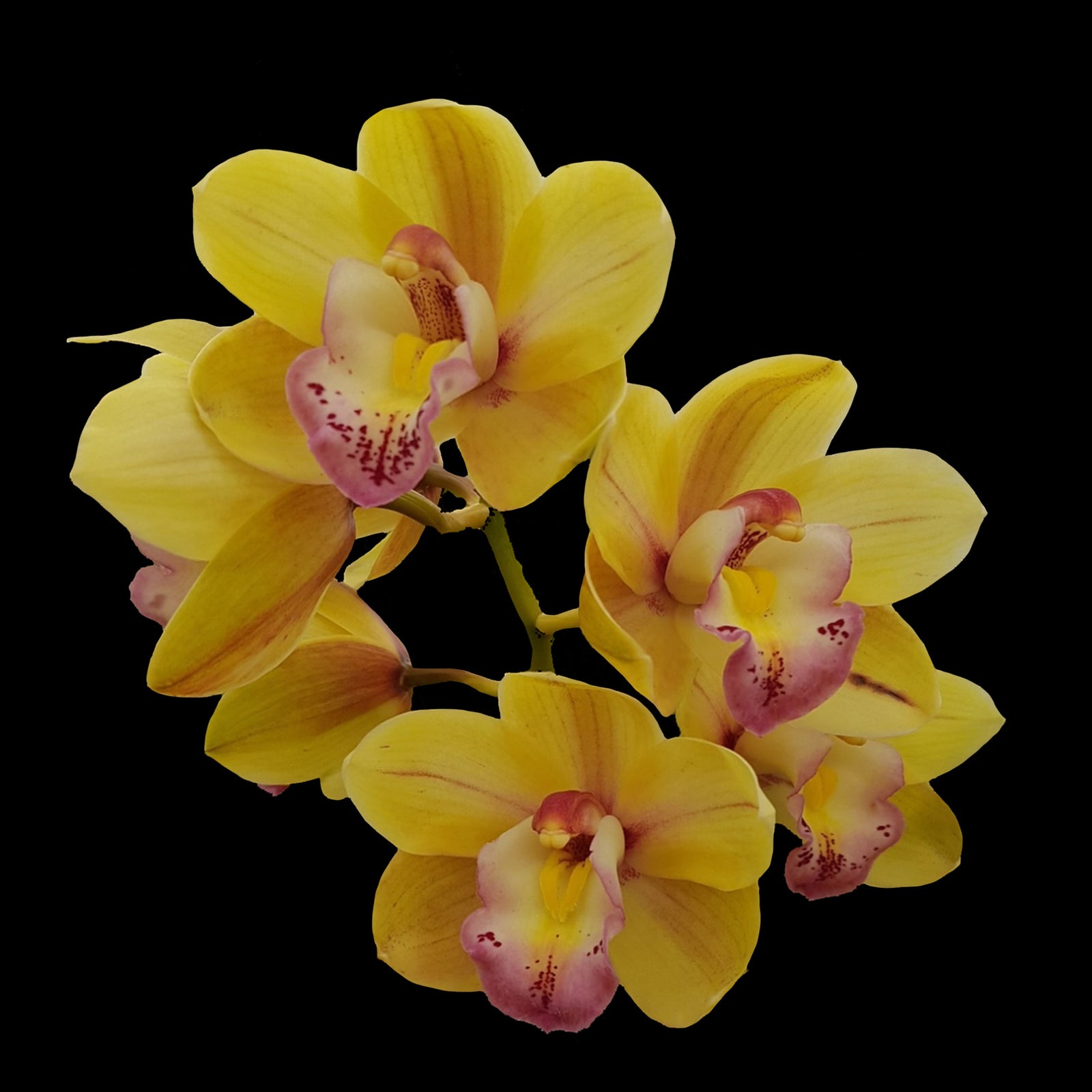 Cymbidium (Sleepy Sarah × Valley Splash) 'Golden Girl'