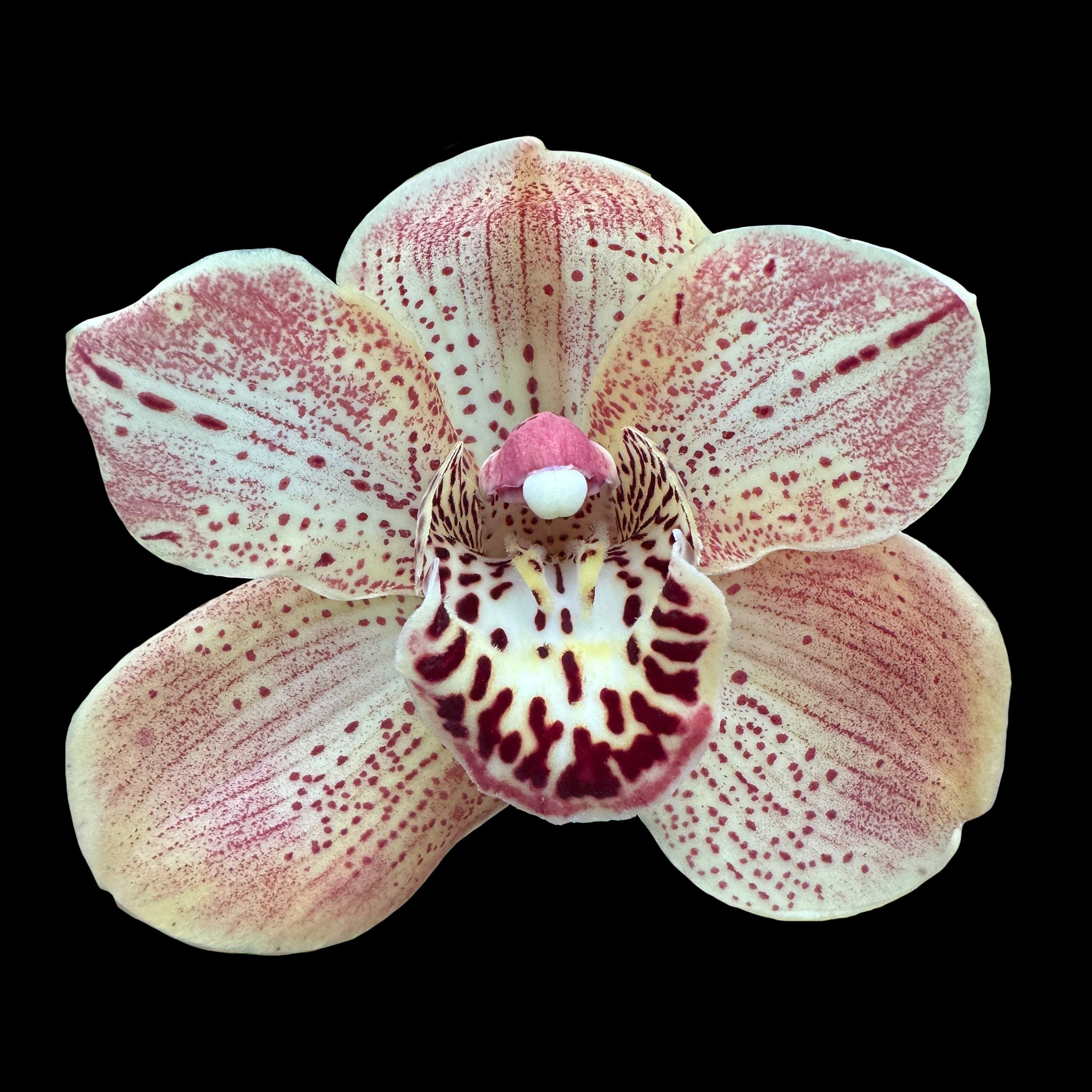 Cymbidium 'Henna'
