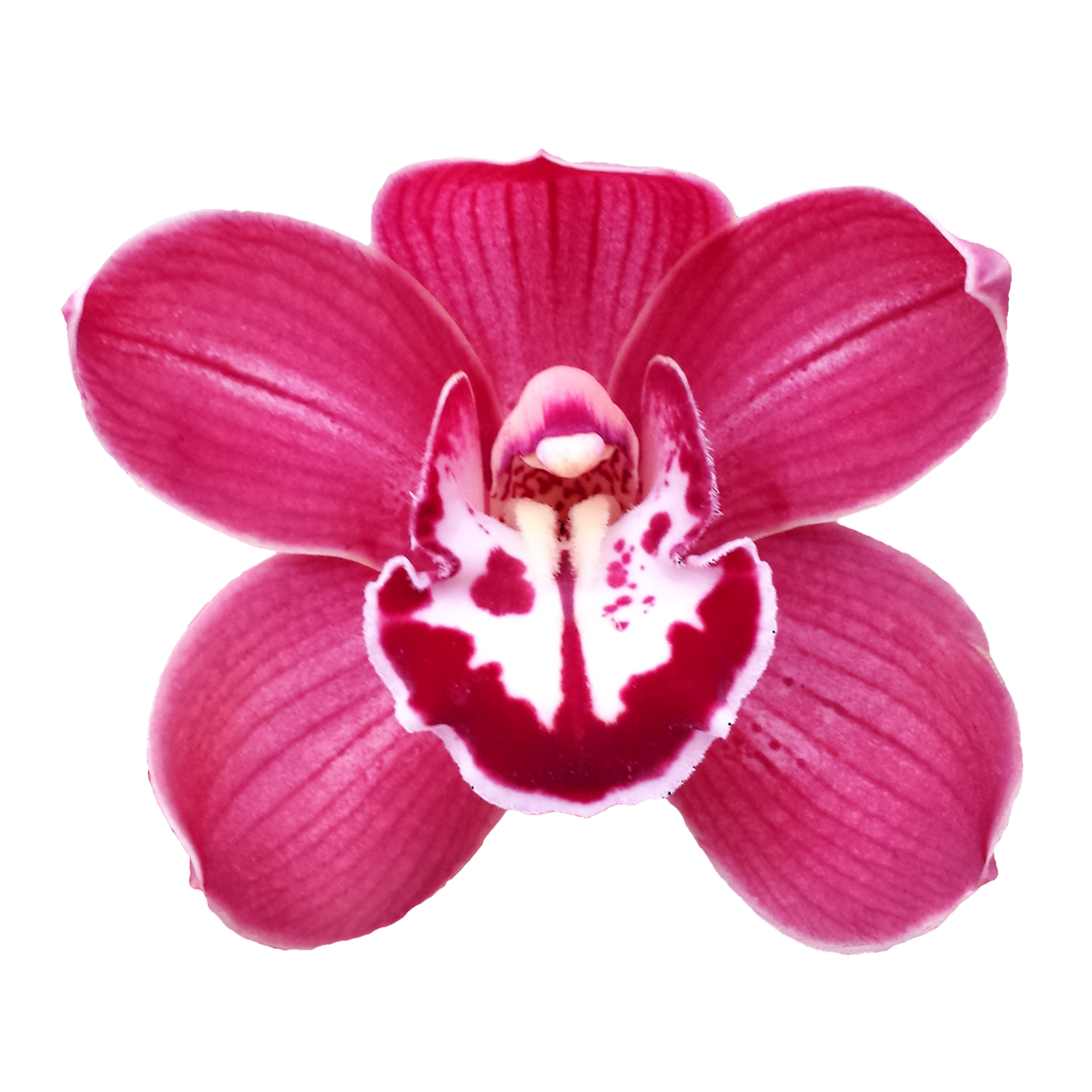 Cymbidium 'High Rise'