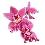 Cymbidium Jess Winter 'Kimberley' (Peloric)