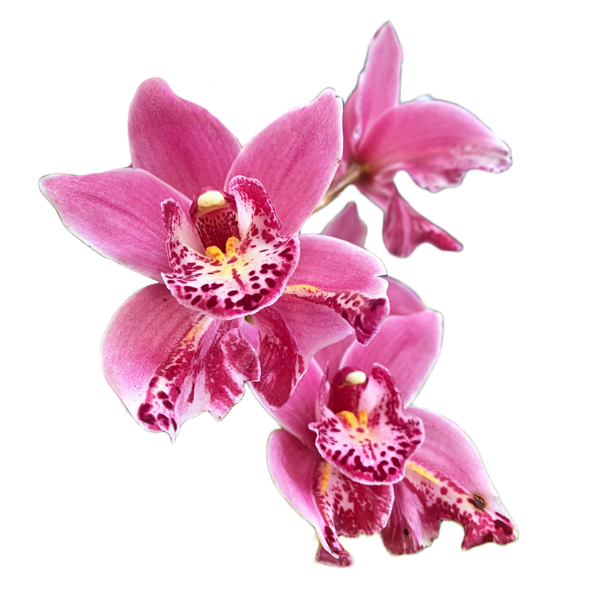 Cymbidium Jess Winter 'Kimberley' (Peloric)