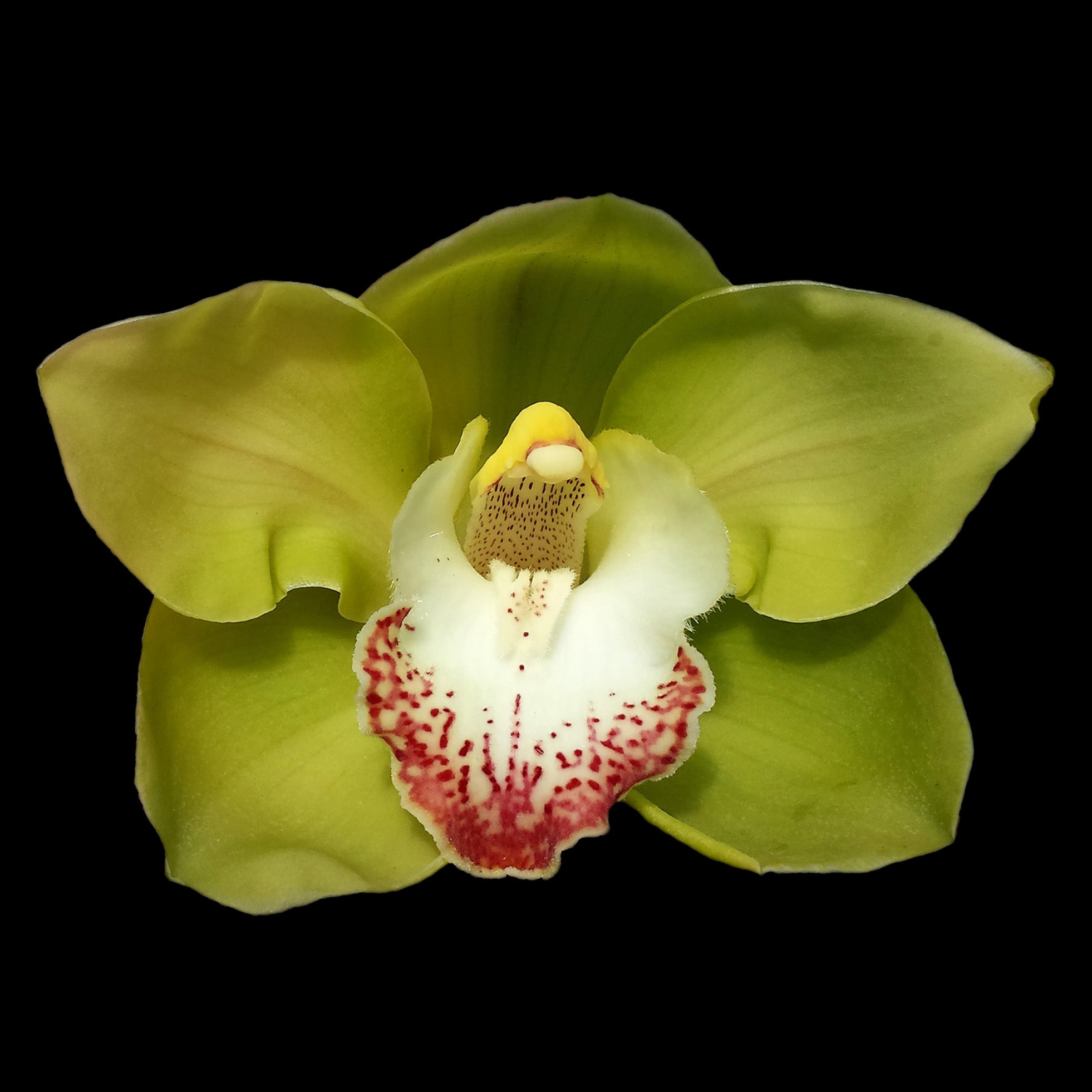 Cymbidium Kimberley Valley 'Jade'