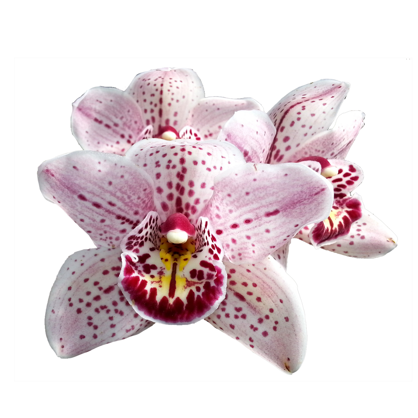 Cymbidium Magic Bubbles 'Royale'