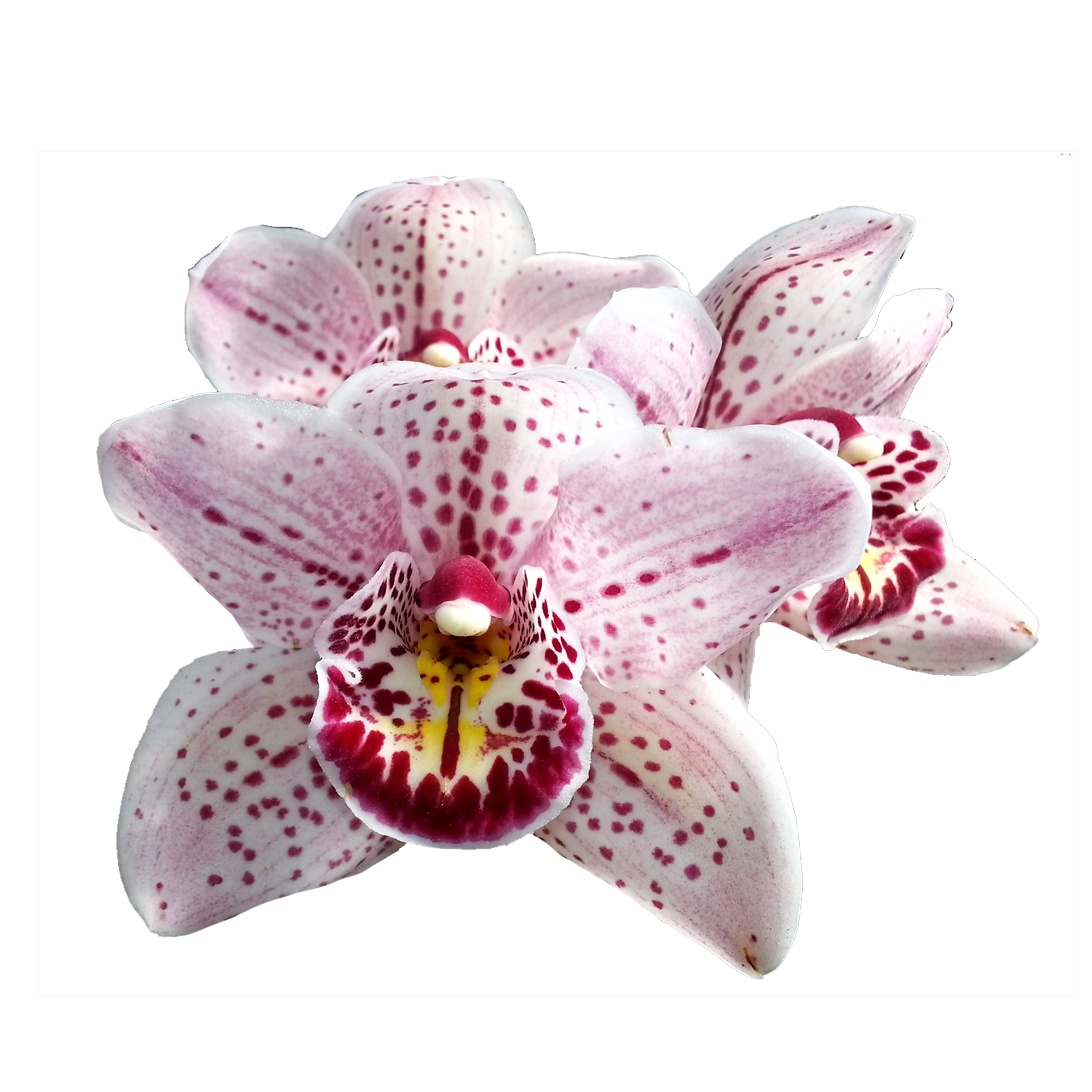Cymbidium Magic Bubbles 'Royale'