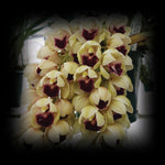 Cymbidium Mary Green 'Bonanza'