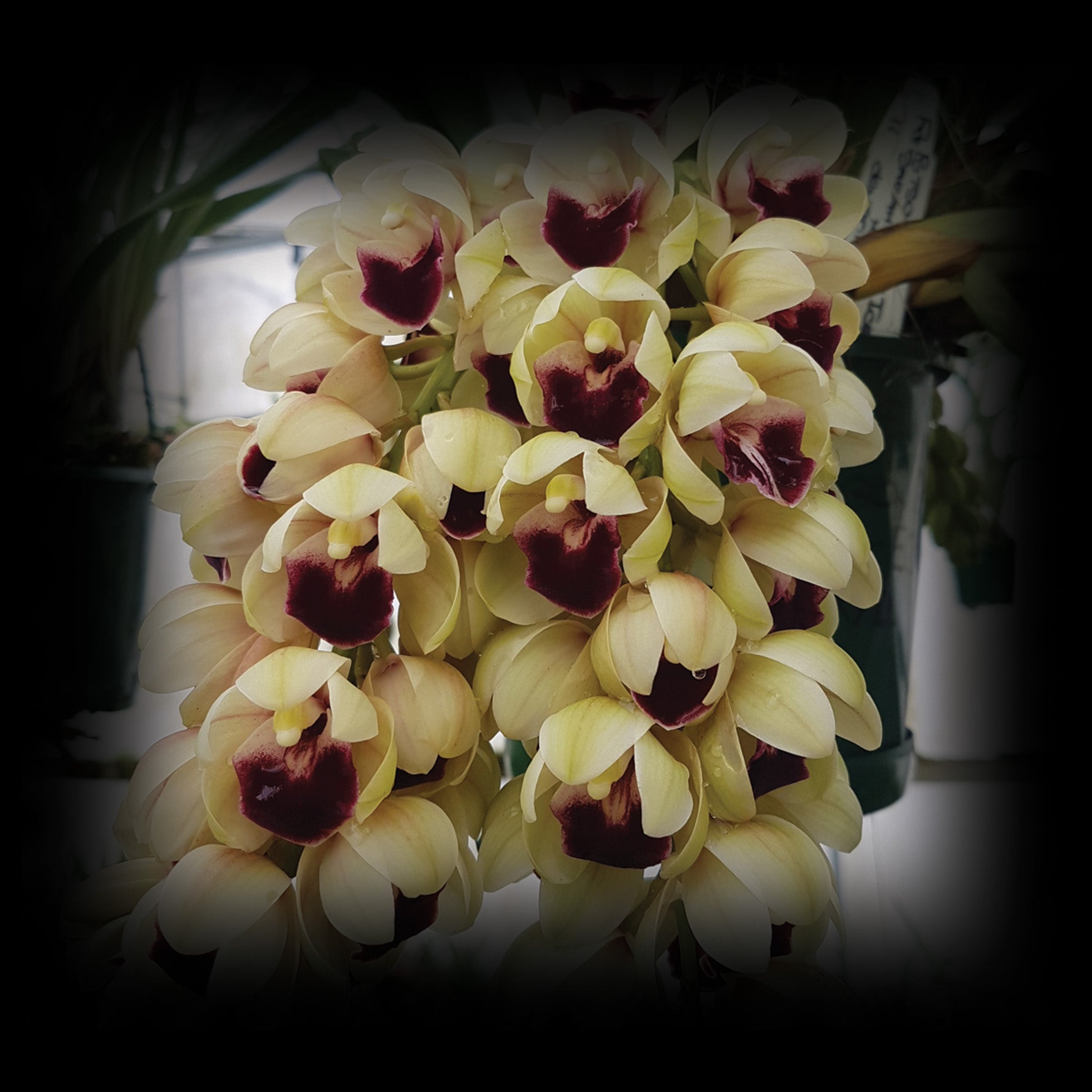 Cymbidium Mary Green 'Bonanza'