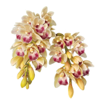 Cymbidium Mary Green 'Cream Puff'