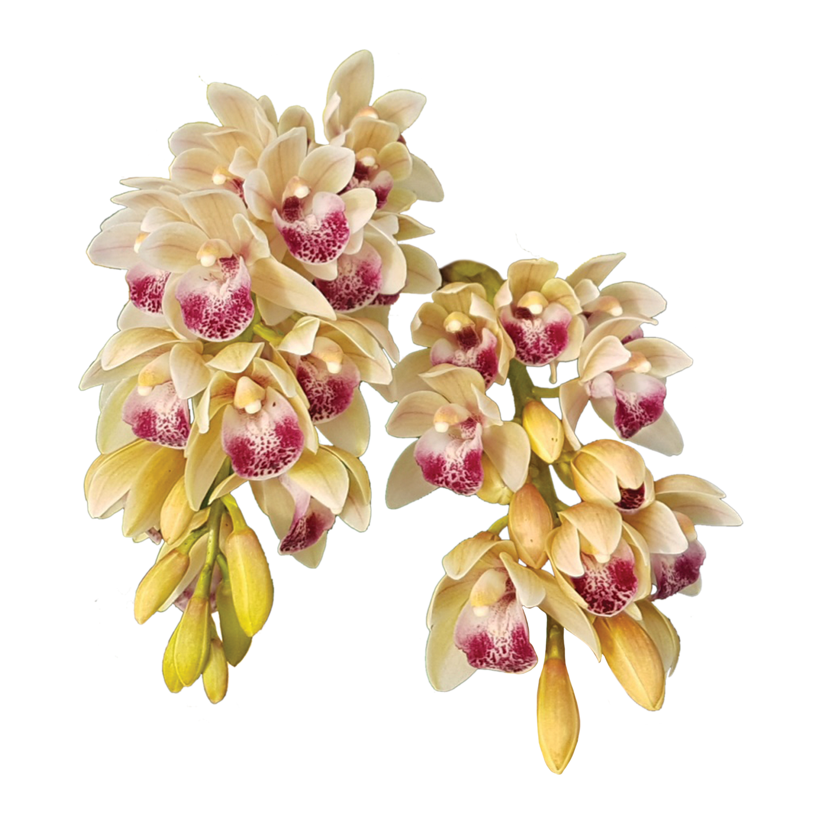 Cymbidium Mary Green 'Cream Puff'