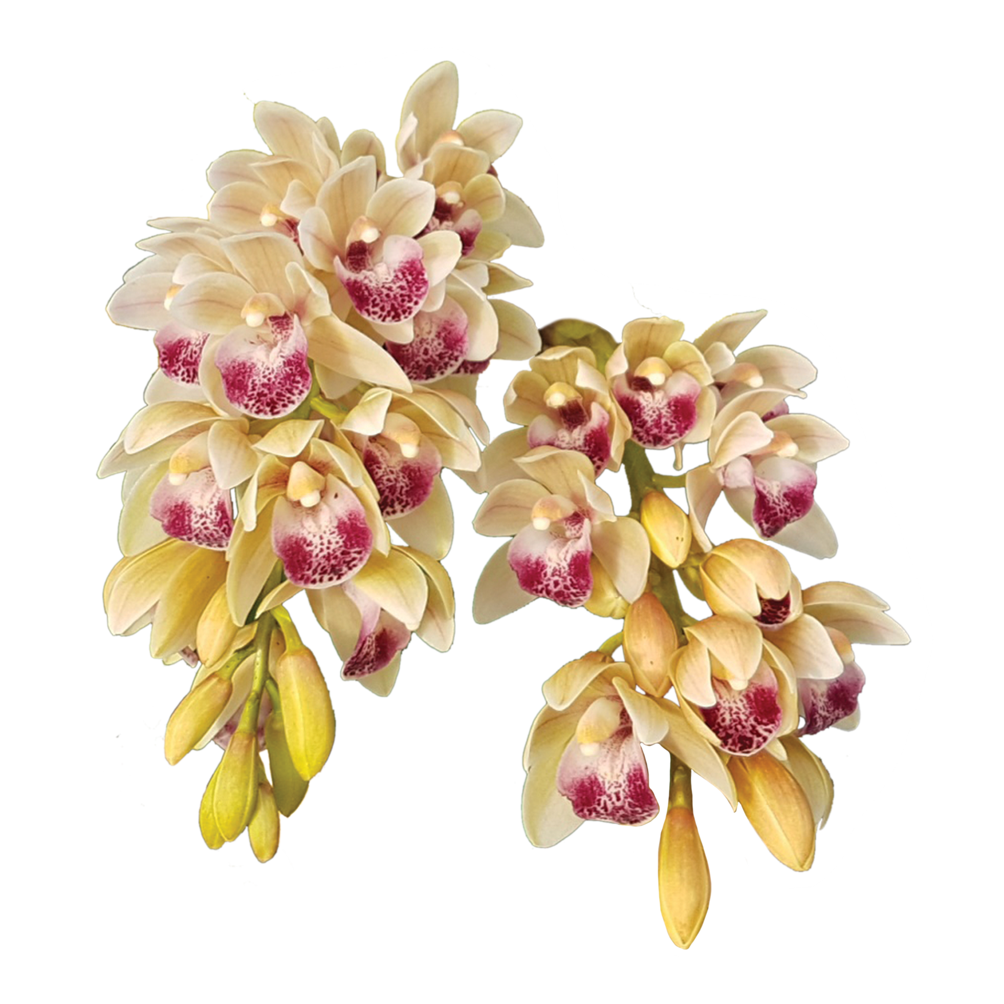 Cymbidium Mary Green 'Cream Puff' – Cream and Pink Winter Hybrid