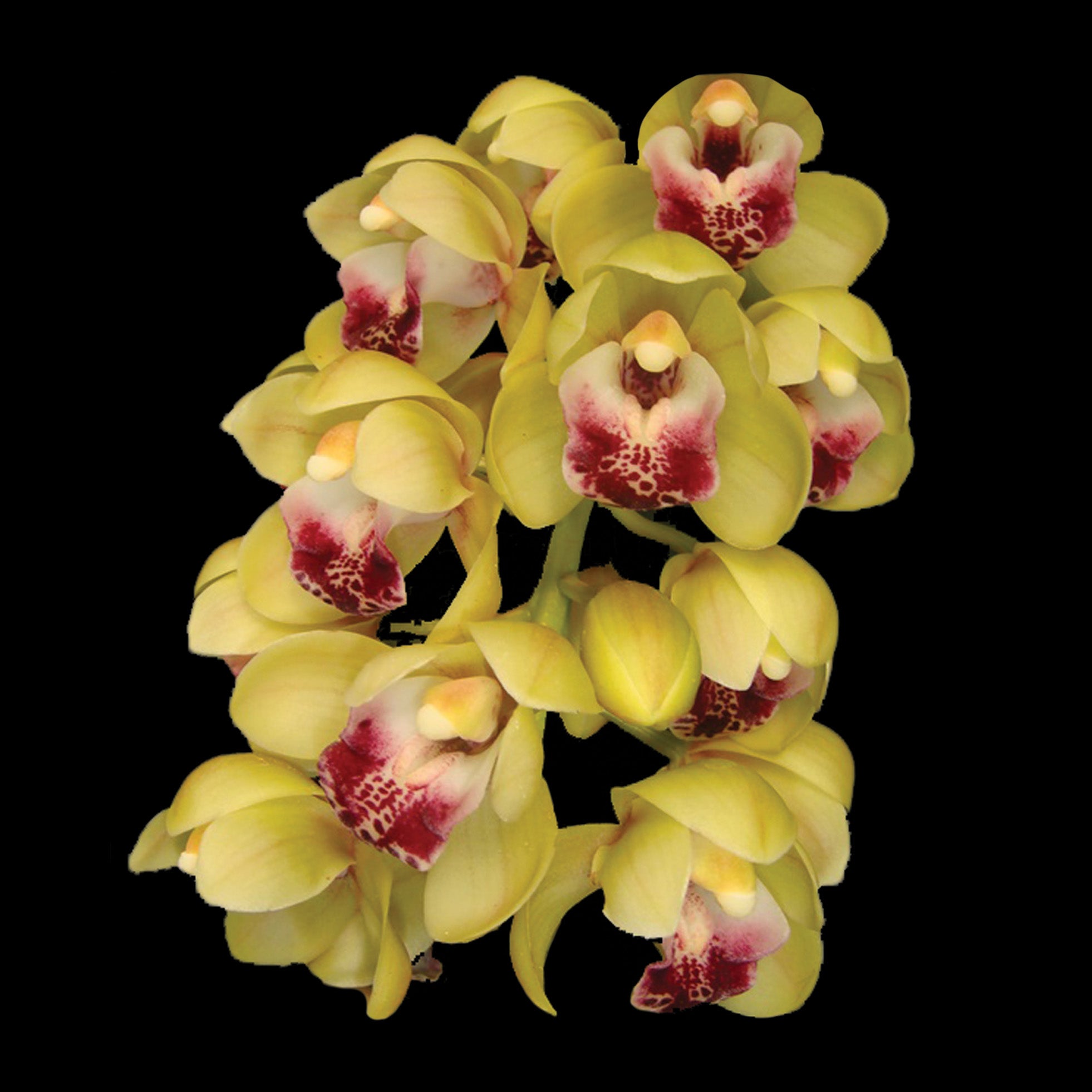 Cymbidium Mary Green 'Soft Spike'