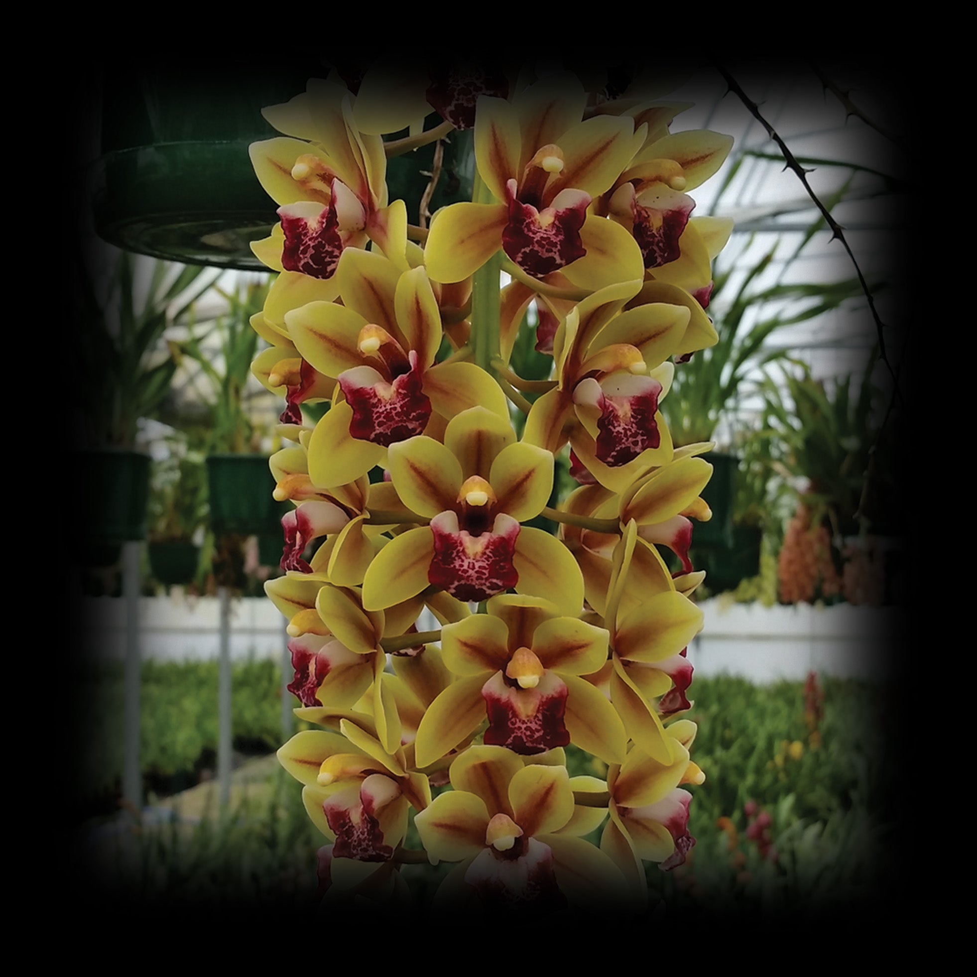 Cymbidium (Miss Muffet x Janis Lin) 'Mini Me'